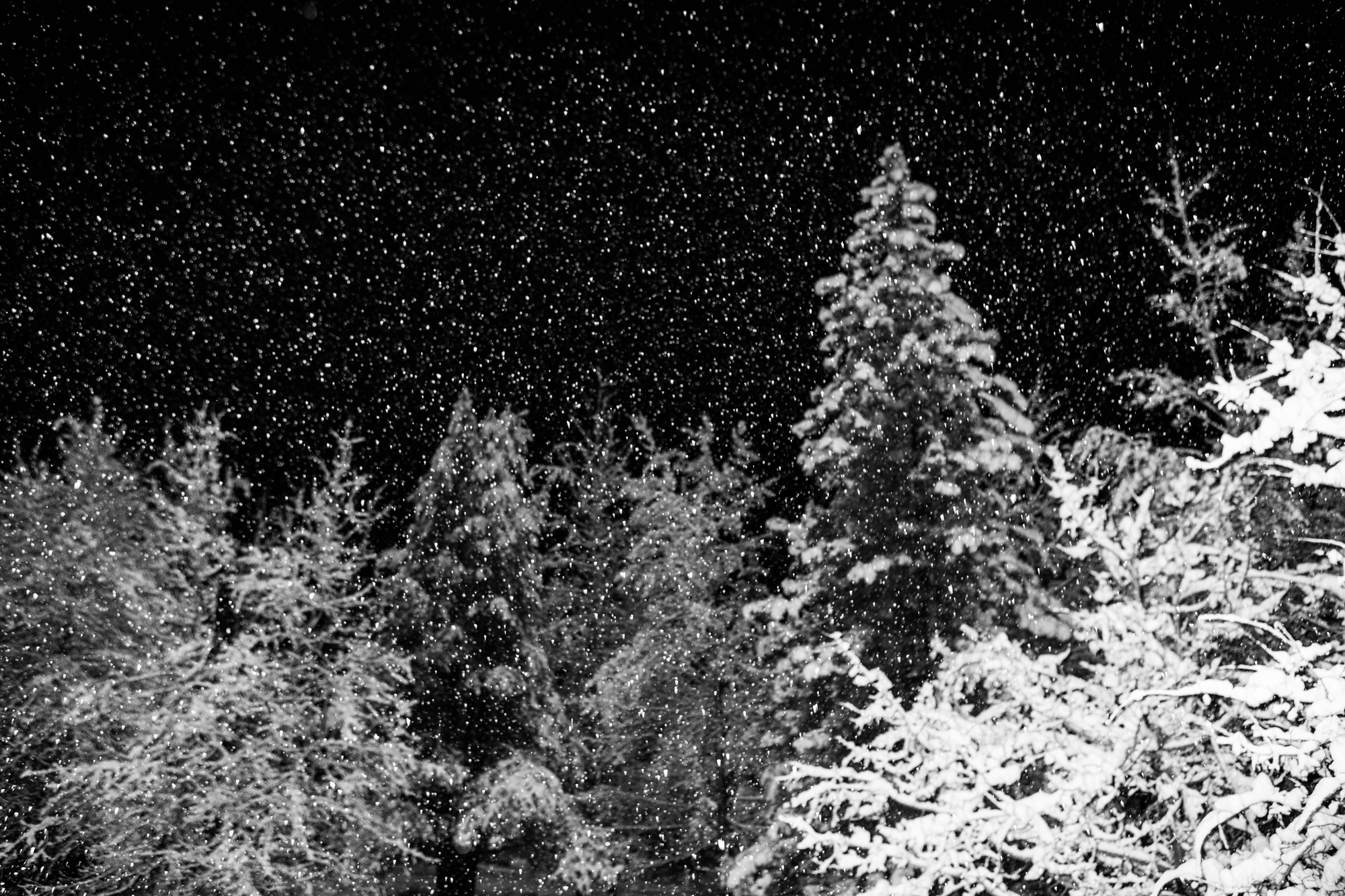 winterwedding-coopercarras