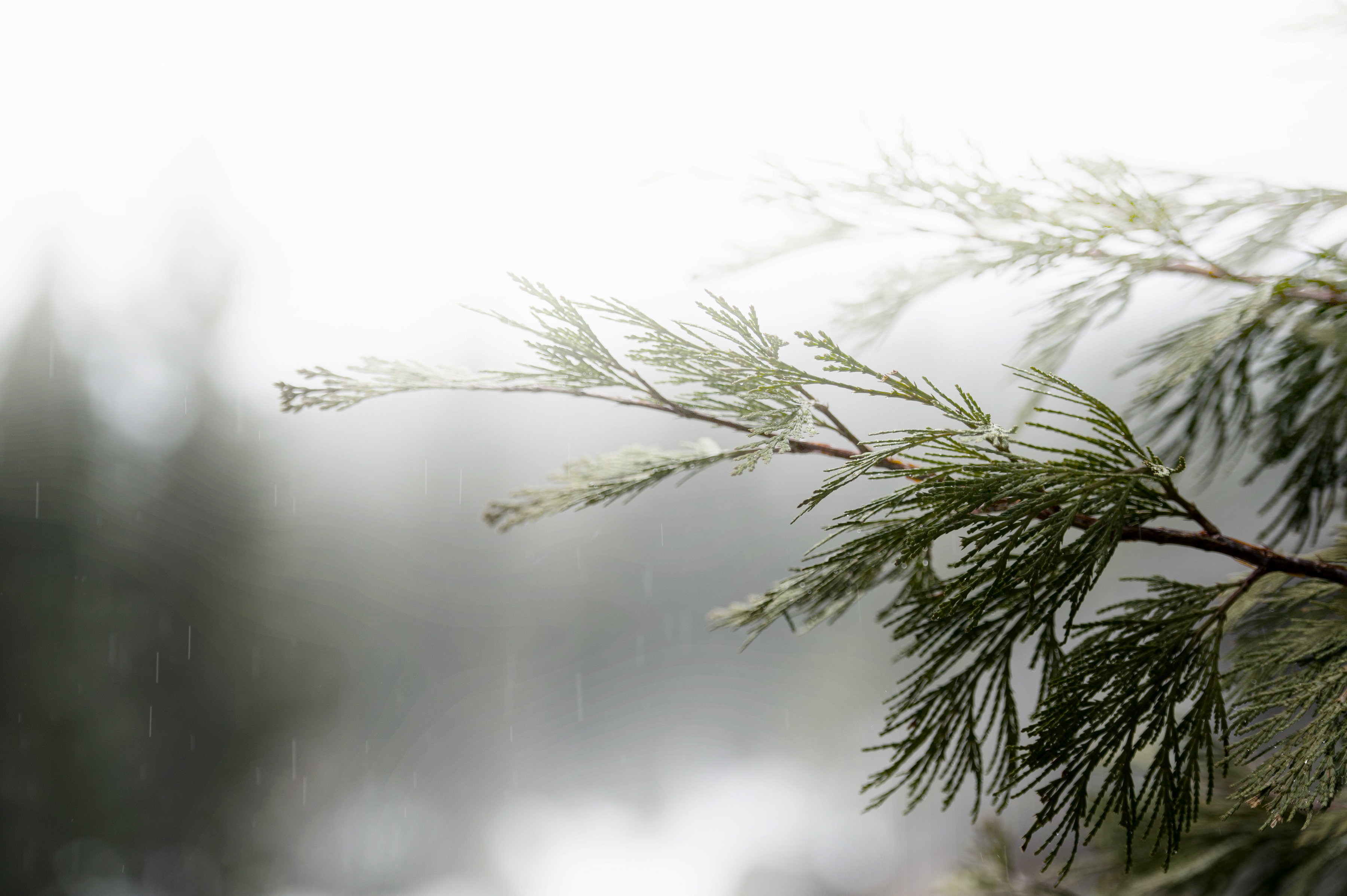 winterwedding-anneciotola