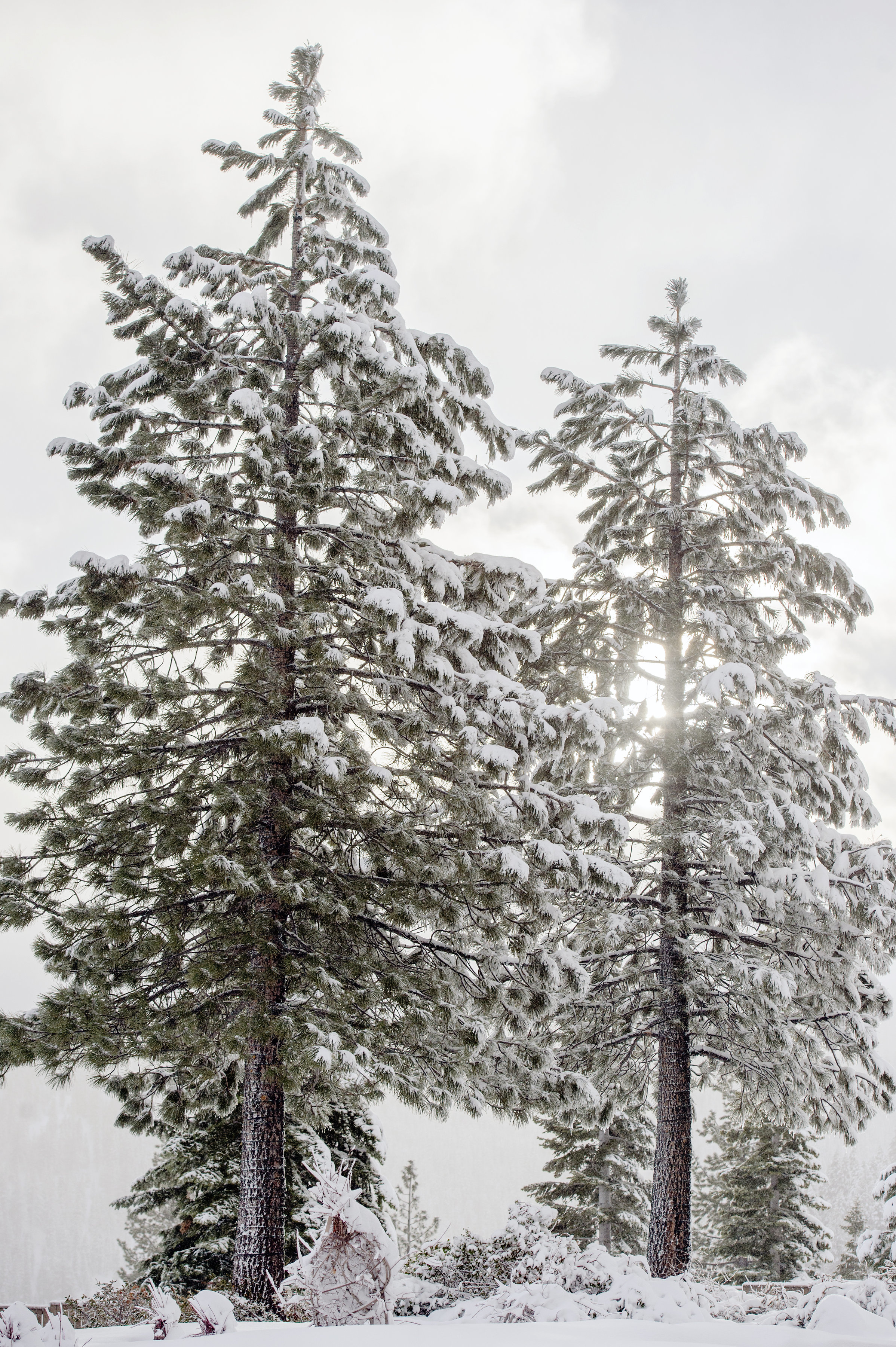 winterwedding-anneciotola